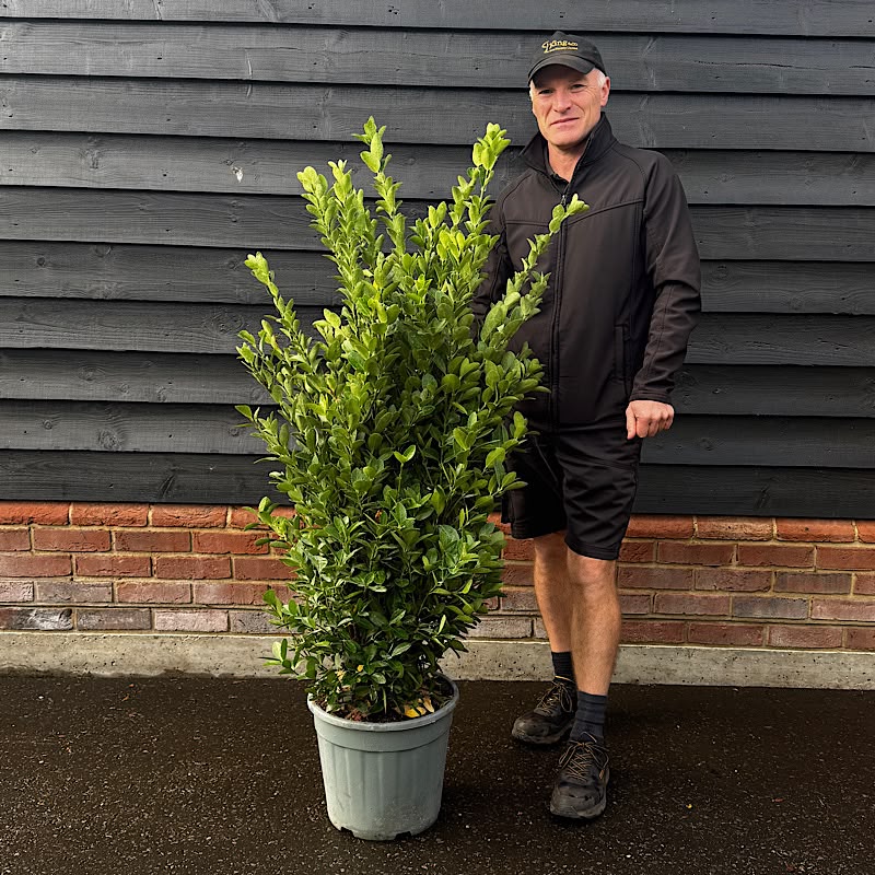 Euonymus japonicus – Japanese spindle 1-1.25m tall