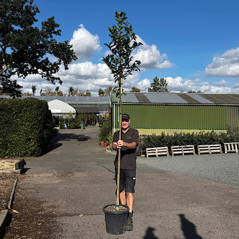 Ilex castaneifolia – ‘Chestnut Leaf’ holly tree 6-8cm girth
