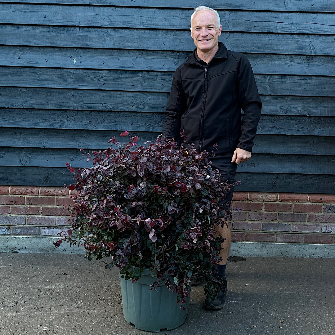 Loropetalum ‘Chinese Black Pearl’ – Chinese Fringe Flower 60-80cm Ø ball