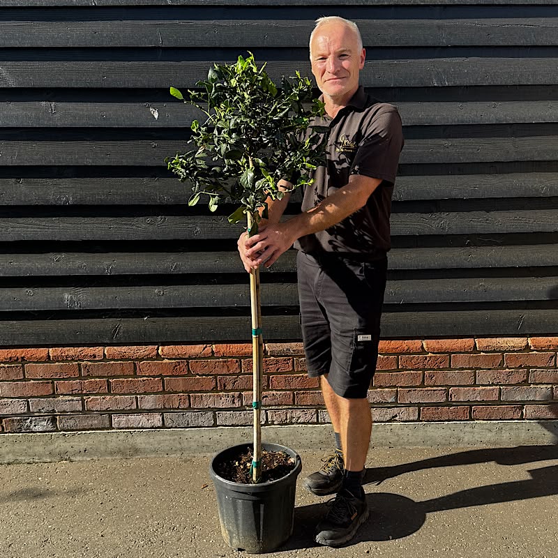 Ilex ‘Nellie R. Stevens’ – 1/2 Standard. 30cm Ø head