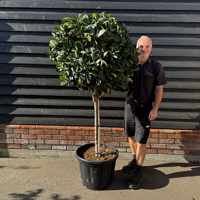 Photinia x fraseri ‘Red Robin’ – 1/2 Standard. 70-80cm Ø head