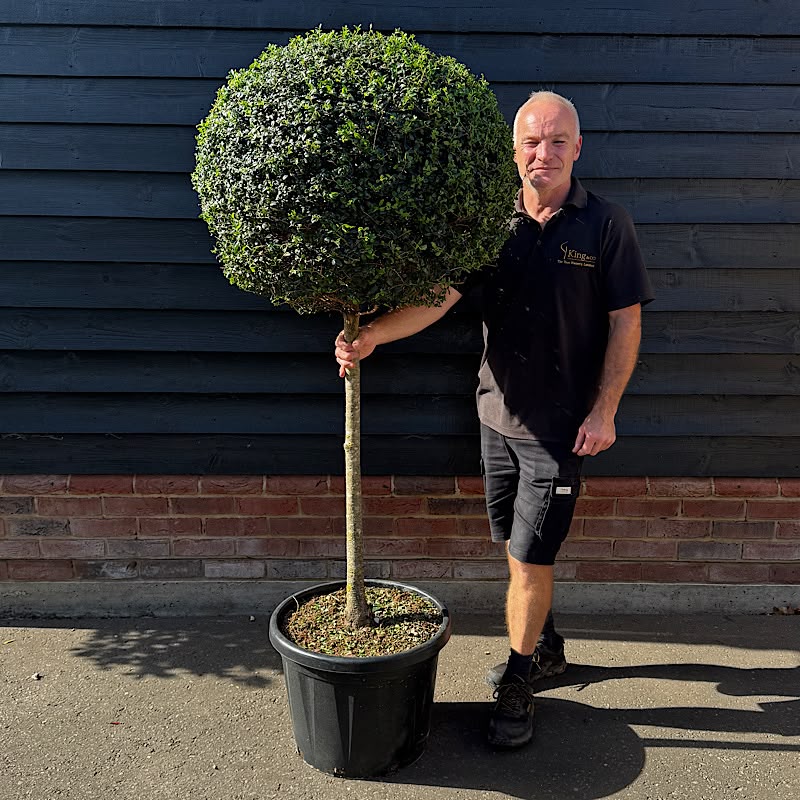 Ligustrum delavayanum – Privet 1/2 Standard. 60-70cm Ø head