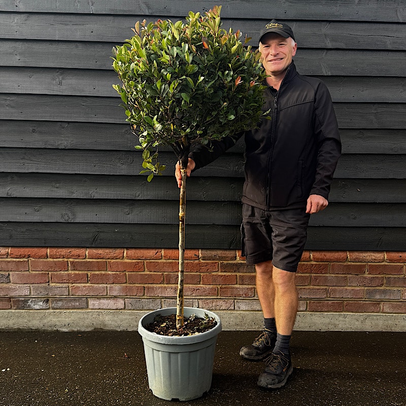 Photinia x fraseri ‘Nana’ 1/2 Standard 50-60cm Ø Head
