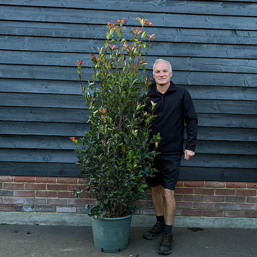 Photinia x fraseri ‘Carre Rouge’ – 1.25-1.5m Tall