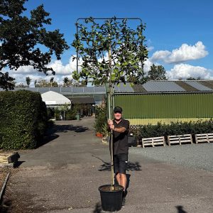 Buy pleached photinia tree metal frame