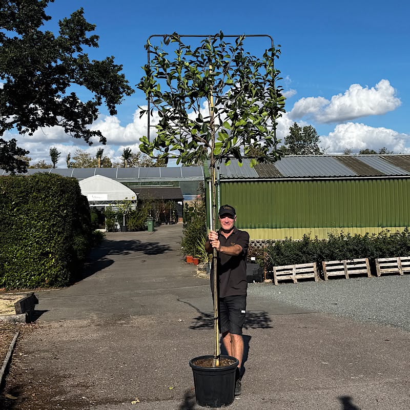 Photinia x fraseri ‘Red Robin’ – Pleached 8-10cm girth