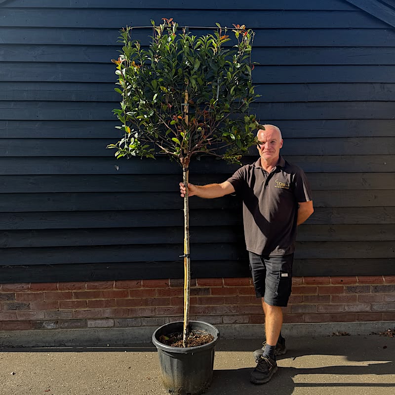 Photinia x fraseri ‘Robusta Compacta’ – ½std Pleached